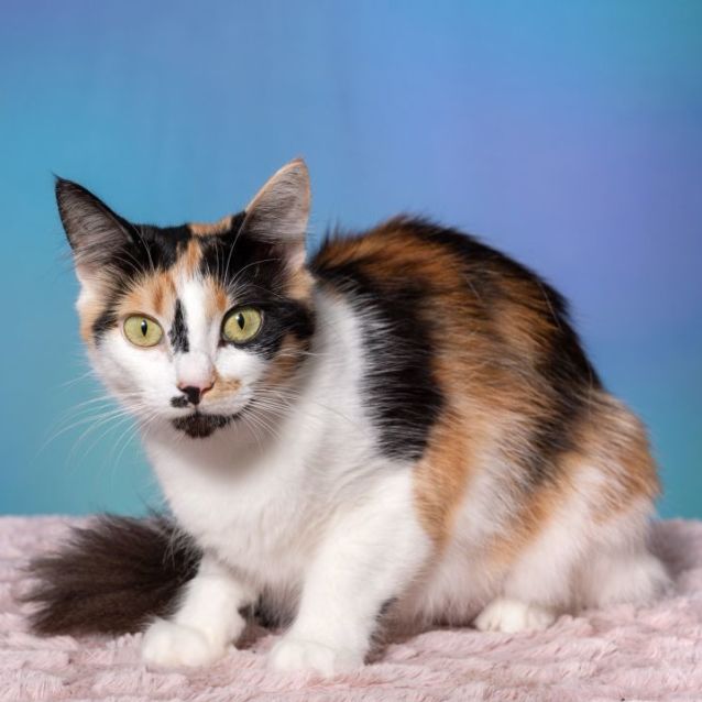 Photo of Phoebe