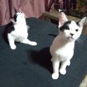 Photo of Orion