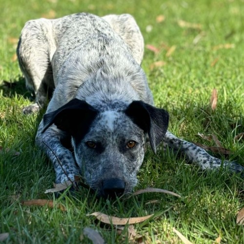 🎀 Monica 5585 🎀