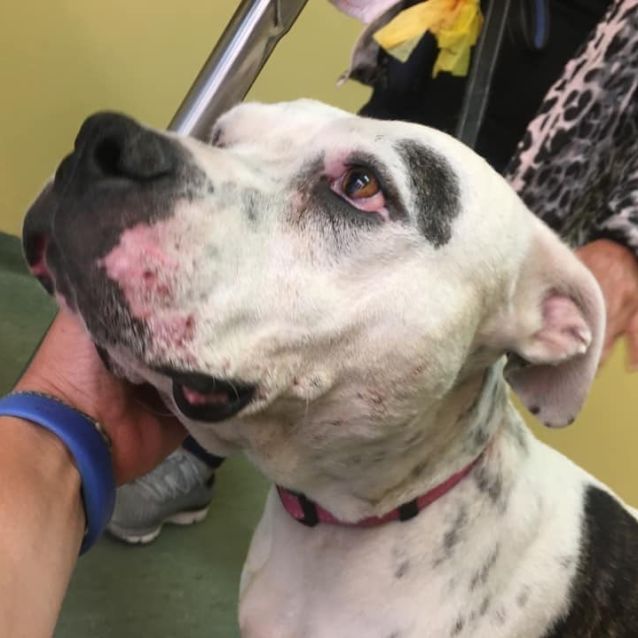 Photo of Thunder Db545