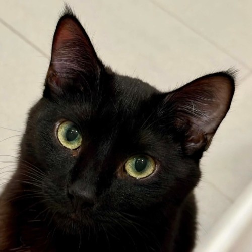Polly**2nd chance cat rescue**