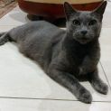 Photo of C1175 Smokey