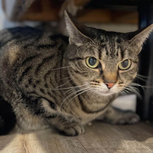 Photo of Bongo ** 2nd Chance Cat Rescue**