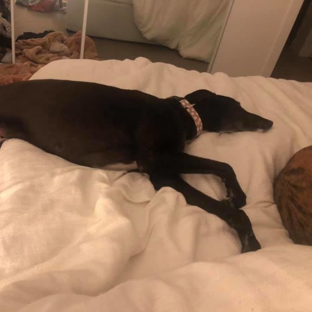 Photo of Lily