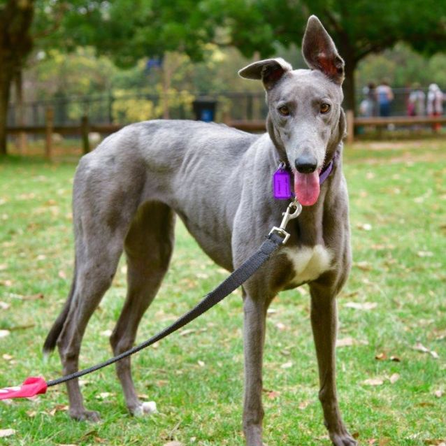 Eye Disease In Dogs Can Be Inherited Greyhounds As Pets Facebook