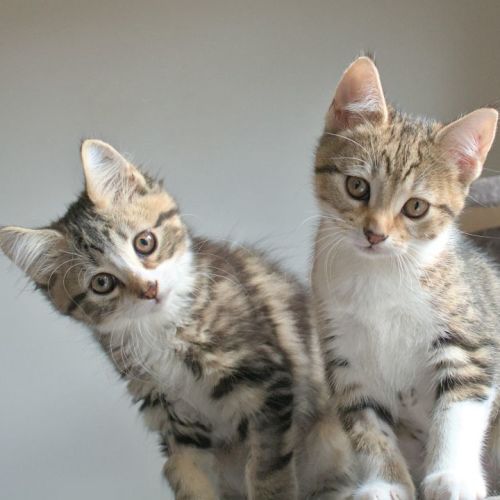 Smiley and Pipsqueak 