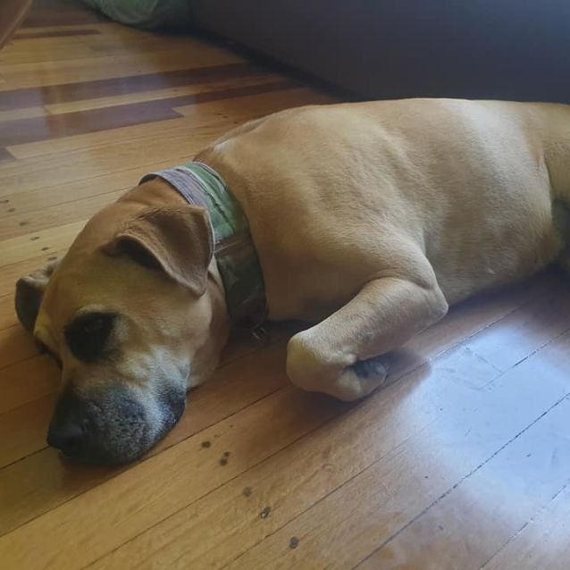 Photo of Princess Wigglebutt Dl1479 (Missy)