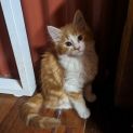 Photo of Spot