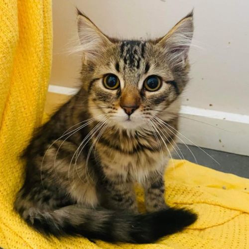 Chilli (Located in Maryknoll)