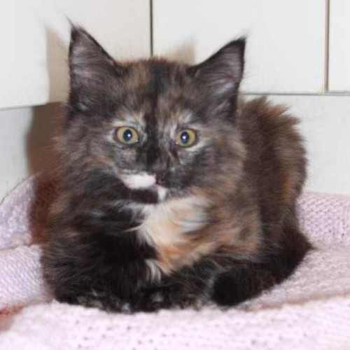 Daisy - Located in Croydon