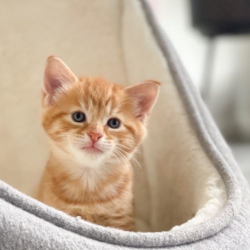 Remy