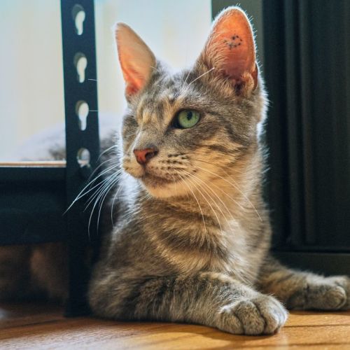 Francine