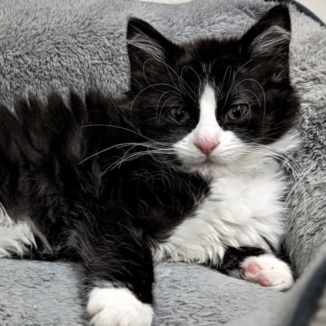 Photo of Arlo ^^Dandy Cat Rescue^^