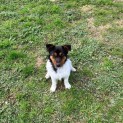 Photo of Otis