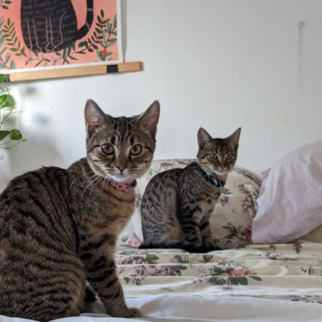 Photo of Patch & Houdini 