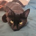 Photo of Laszlo