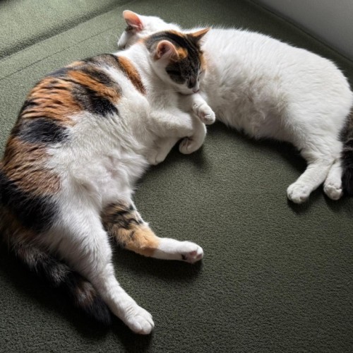 Aiko and Emiri 🌺💙