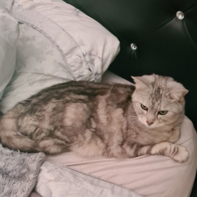 Photo of Bindi
