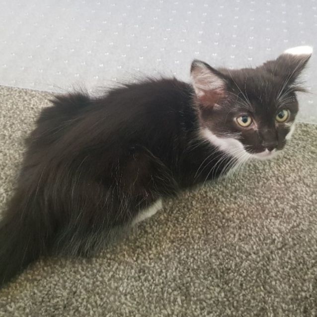 Photo of Gizmo The Kitten