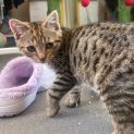 Photo of Mayday **2nd Chance Cat Rescue**