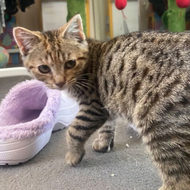 Photo of Mayday **2nd Chance Cat Rescue**