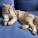 Photo of Brulee