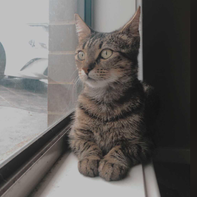 Photo of Angel