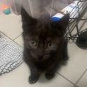 Photo of Rocher **2nd Chance Cat Rescue**