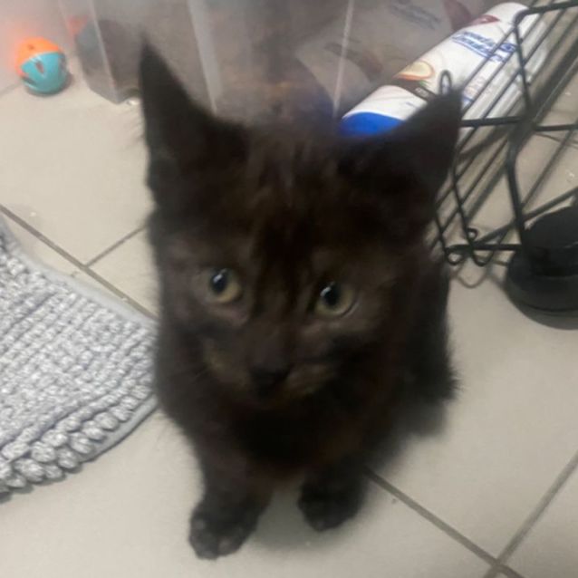Photo of Rocher **2nd Chance Cat Rescue**