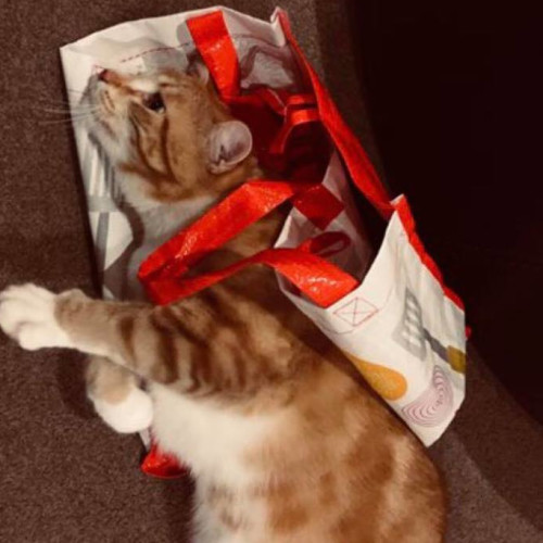Nacho