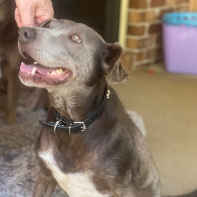 Photo of Toby 