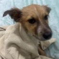 Photo of Gizmo