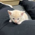 Photo of Tigger