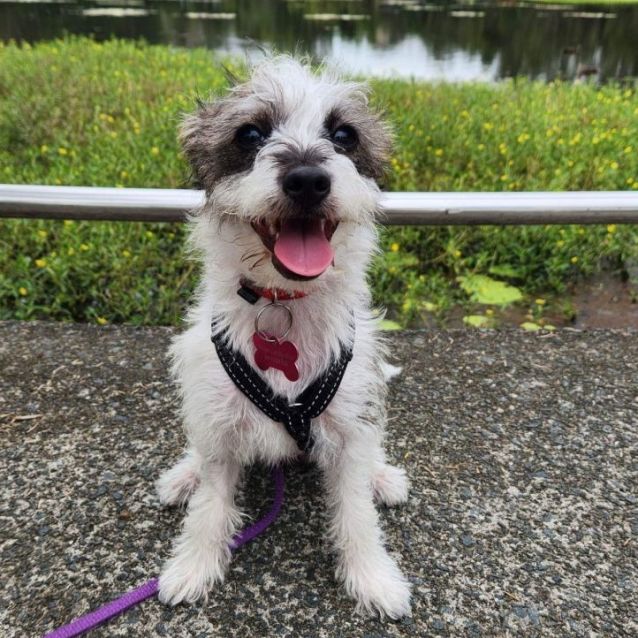 Toy fox terrier poodle mix hotsell