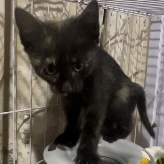 Photo of Zelda