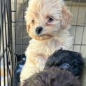 Photo of Kahlua And Bailey