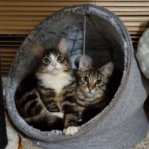 Miller and Elvis