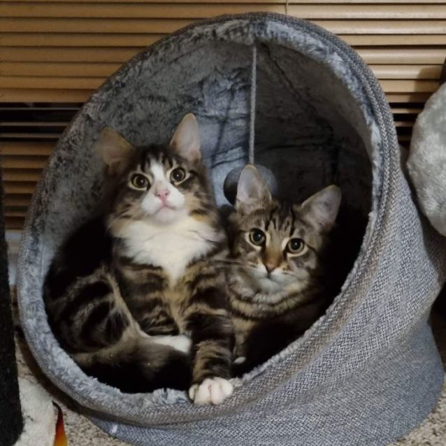 Photo of Miller And Elvis