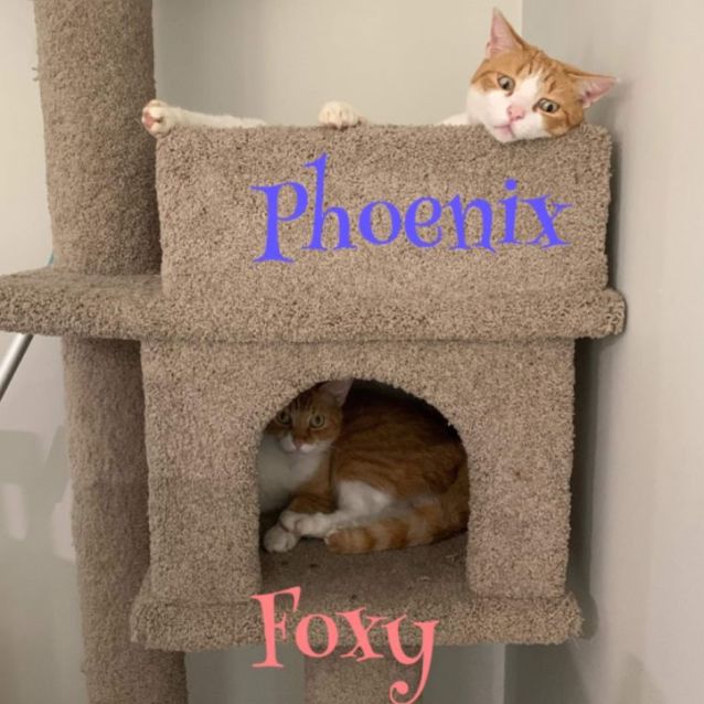Photo of Phoenix