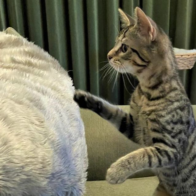 Photo of Sonia ^^Dandy Cat Rescue^^