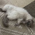Photo of Buddy