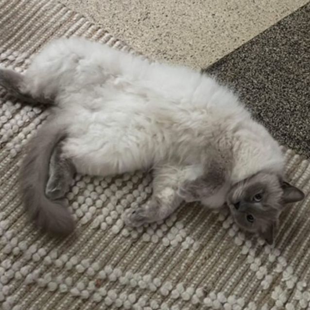 Photo of Buddy
