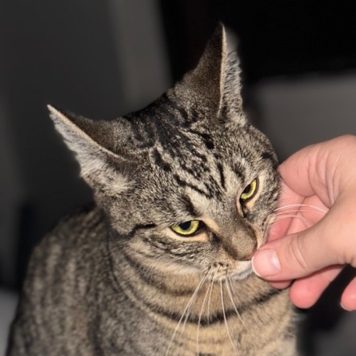 Kiki