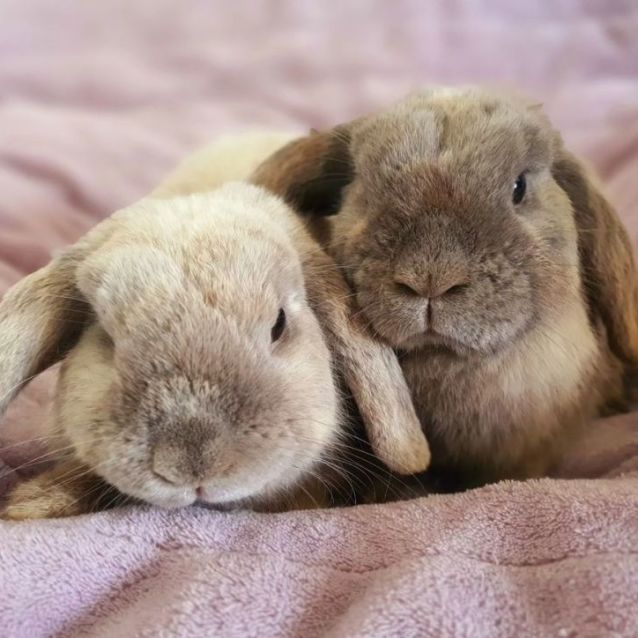 Photo of Sylvie And Thora (Located In Sunshine)