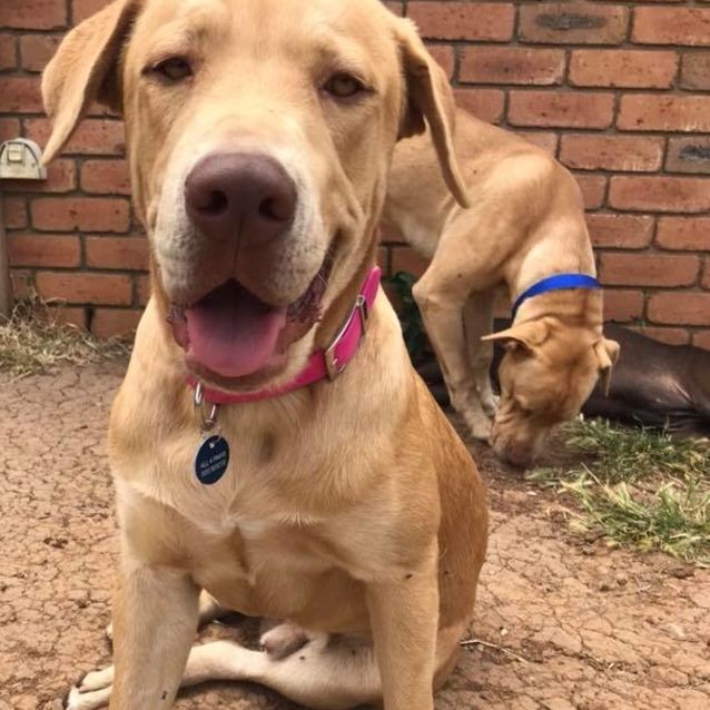 Rascal Medium Male Golden Retriever x American Staffordshire Bull Terrier Dog in VIC PetRescue