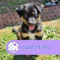 Photo of Valentino