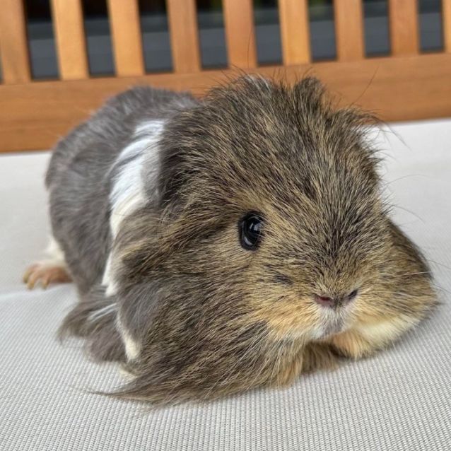 Photo of Nugget & Squizz