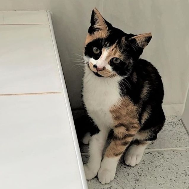 Photo of Bandit ^^Dandy Cat Rescue^^