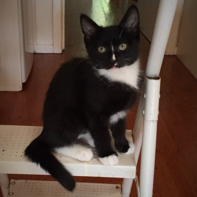 Photo of Paris ^^Dandy Cat Rescue^^