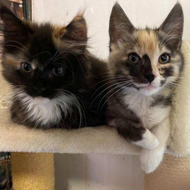 Photo of Miss Violet 